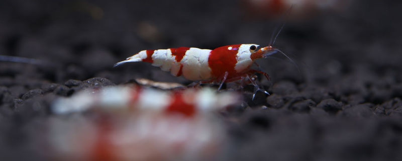 水晶虾喜欢水流吗