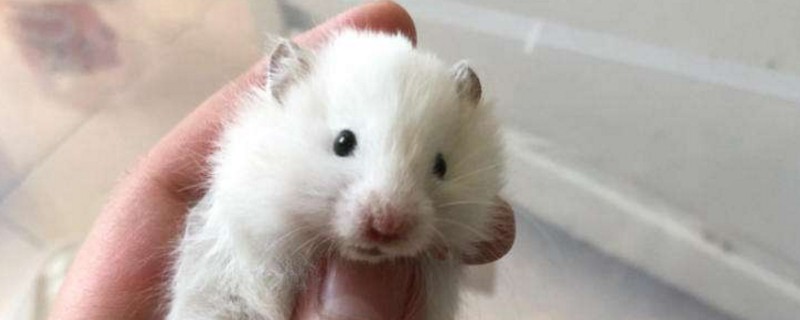 金丝熊可以和仓鼠养一起吗