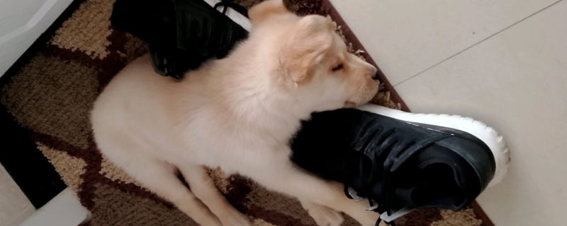 狗狗夏天要剃毛吗
