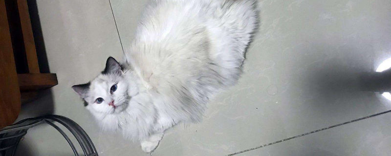 猫鼻子干一直睡觉