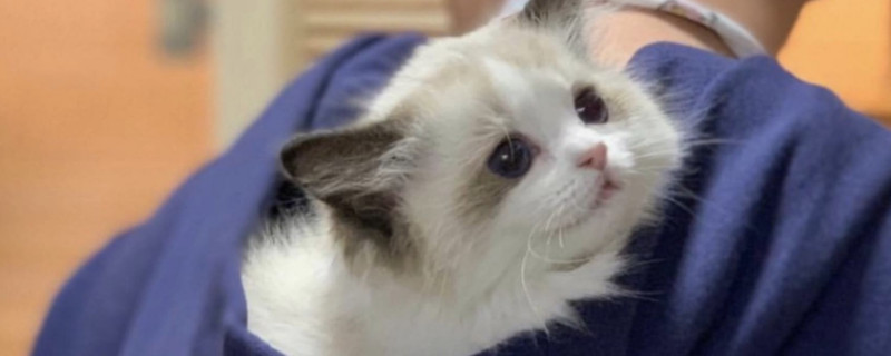 猫咪嫉妒的表现