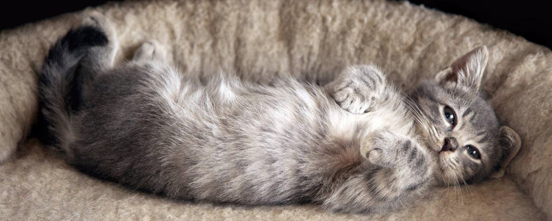猫咪睡觉眼睛半睁半闭