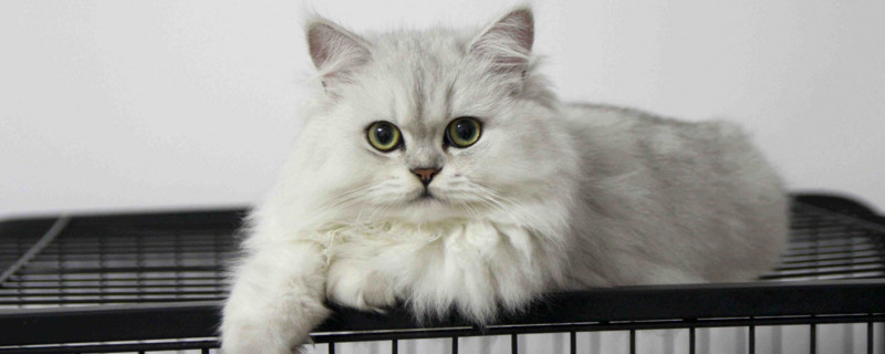 猫适合楼上养吗