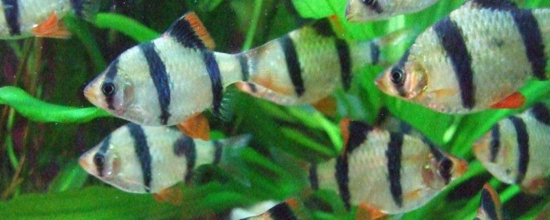 鱼不喂食会饿死吗