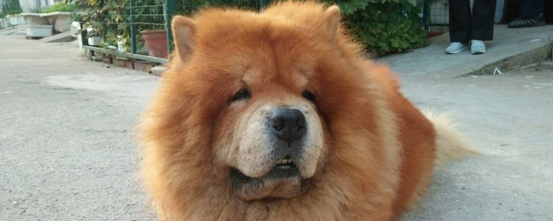 松狮老了是什么症状