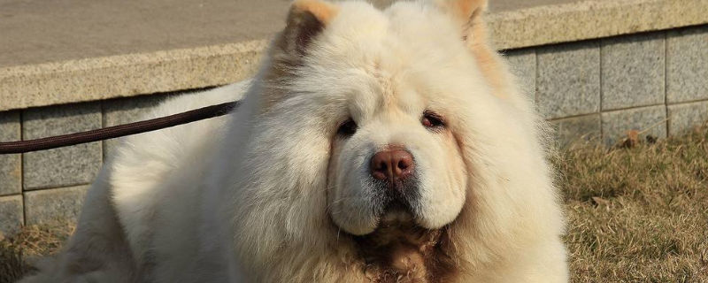 松狮缺点