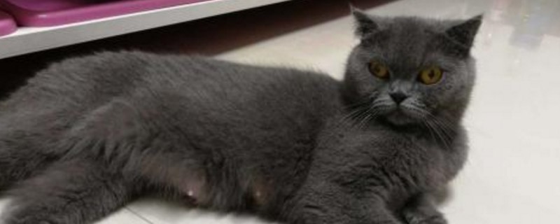 猫一年能怀几次孕