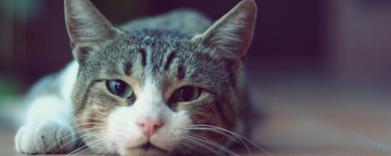 猫咪误吃杀虫剂怎么办