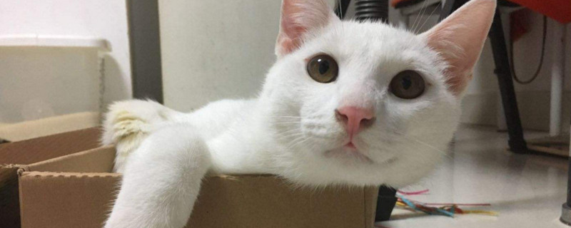 散养猫能自己找到家吗
