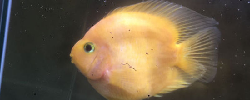 鹦鹉鱼肚子朝上怎么办