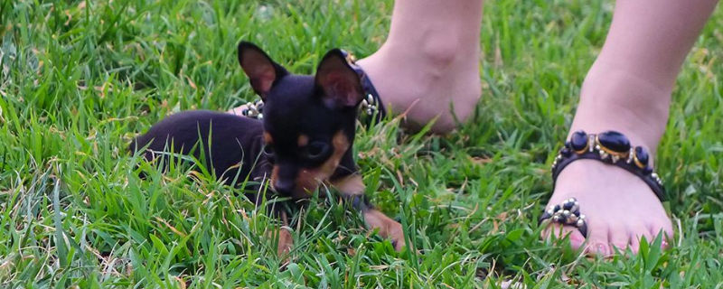 一个月小鹿犬怎么养