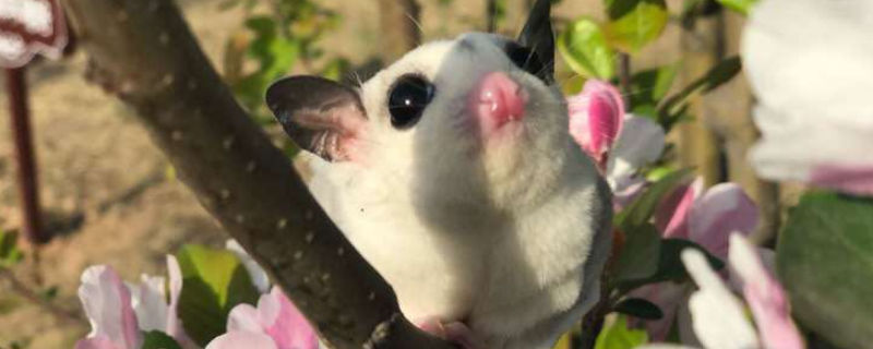 蜜袋鼯多长时间认主