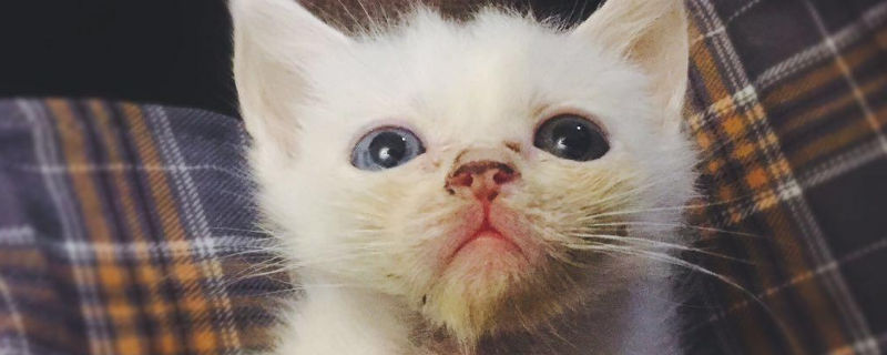 幼猫呕吐不吃东西怎么办