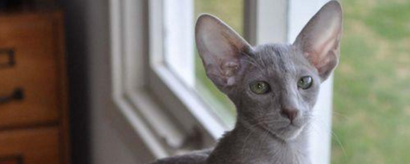 东方短毛猫缺点