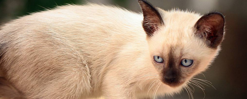 猫嗓子哑了怎么回事