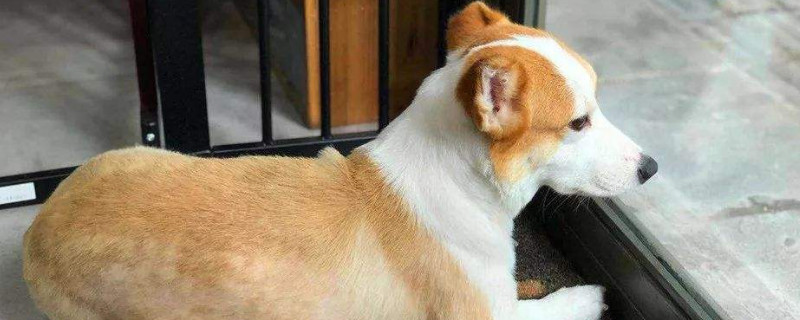 幼犬能打八联吗