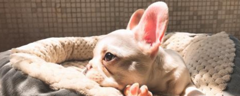 狗狗一到晚上就舔身上