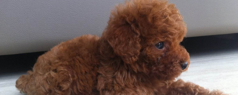 幼犬到家要笼养吗