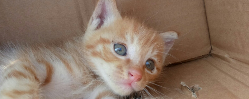 猫吃了火腿肠的塑料皮
