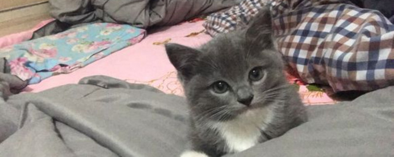 五个月的猫认主吗