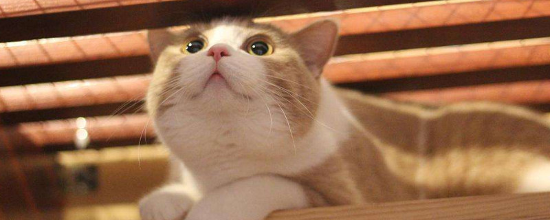 猫咪多久能熟悉新主人