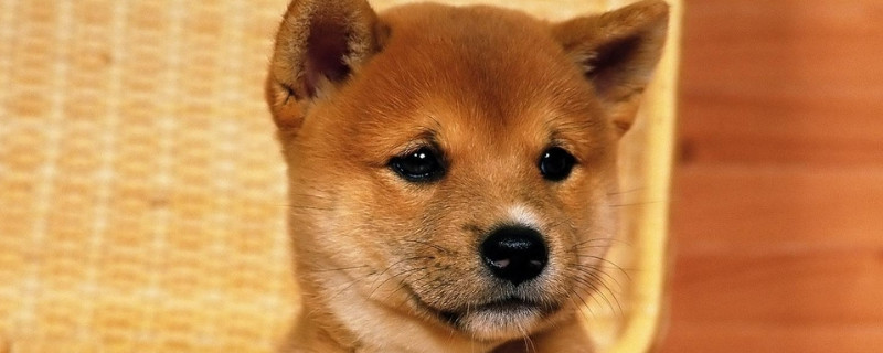 柴犬真的会保护主人么