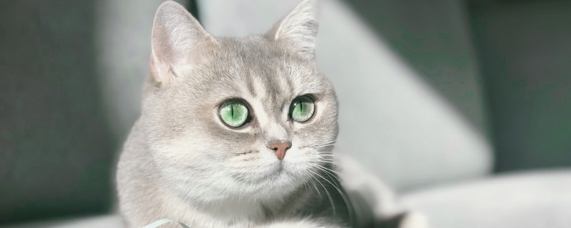 猫70多天不生有危险吗
