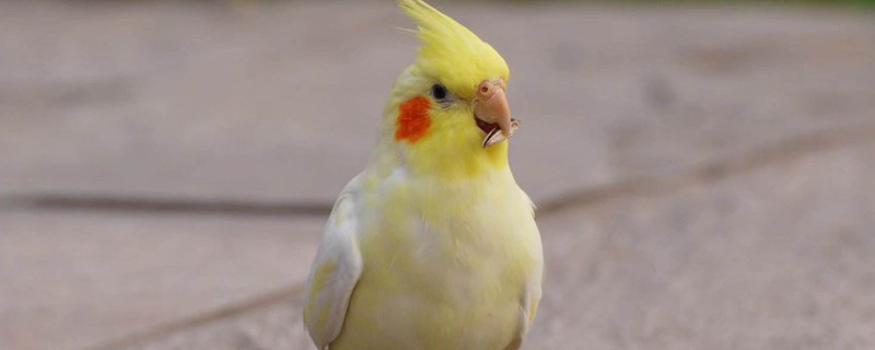 25天的玄凤鹦鹉怎么养