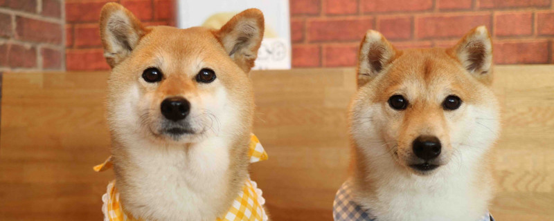 为什么不能养两只柴犬