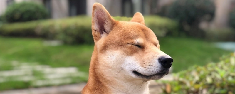 为什么柴犬长得像土狗