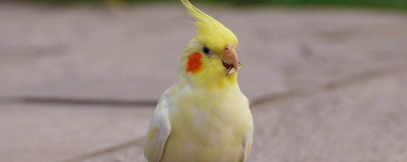 玄凤鹦鹉不亲人怎么办