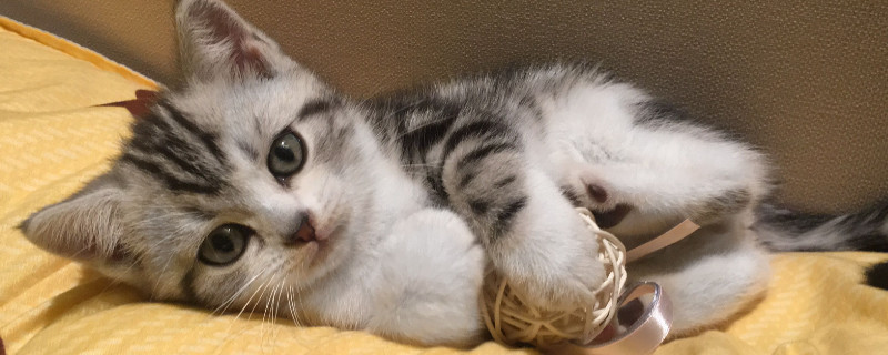 猫藓刚开始什么症状