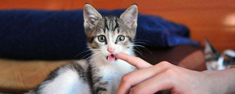 猫会认多个主人吗