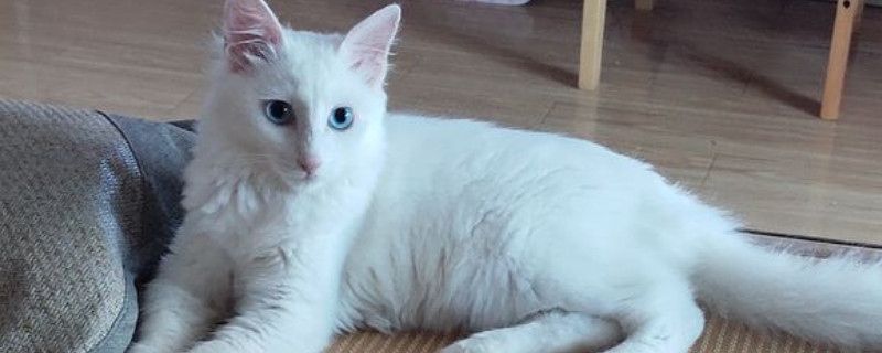 狮子猫什么时候尴尬期