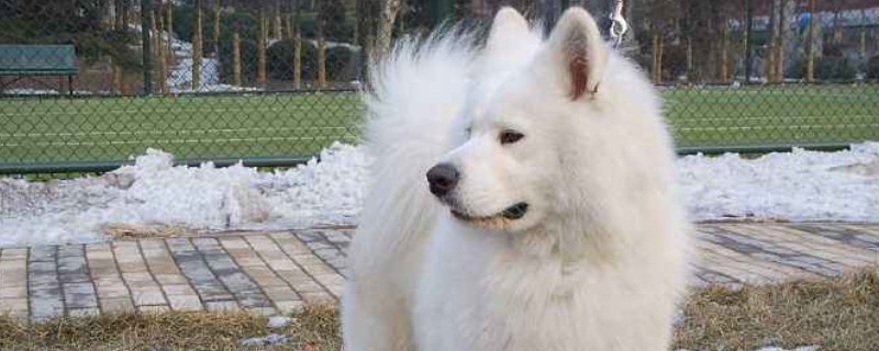 萨摩耶犬的优缺点