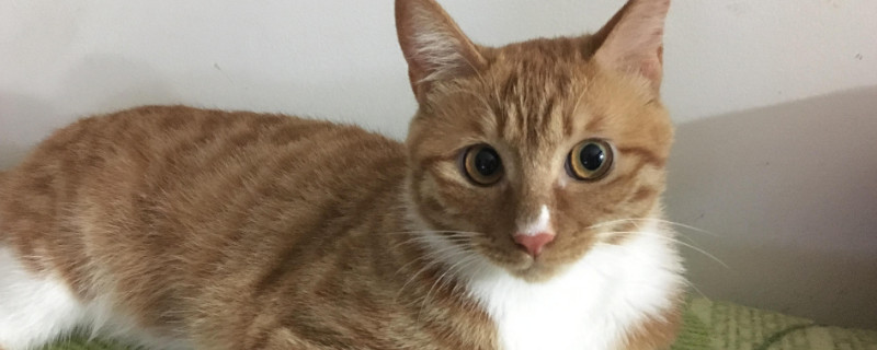 宠物猫哪种比较便宜，什么样的宠物猫最便宜又好