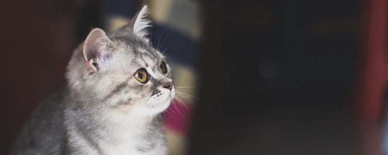 为何养猫男多是单身，因为男生养猫等于养女朋友