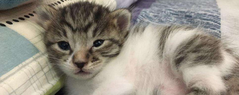 猫眼睛红肿睁不开