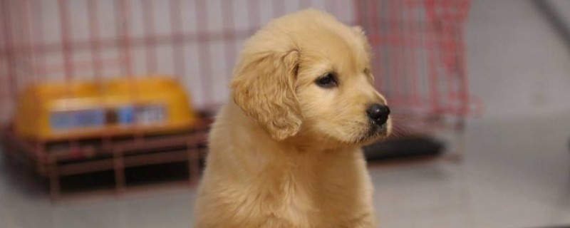 狗狗不能吃什么