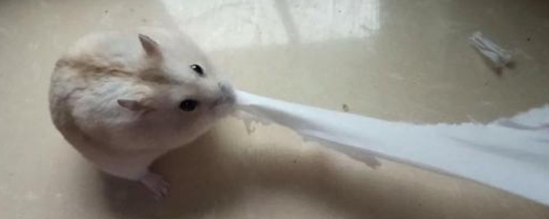 新手养仓鼠需要准备什么