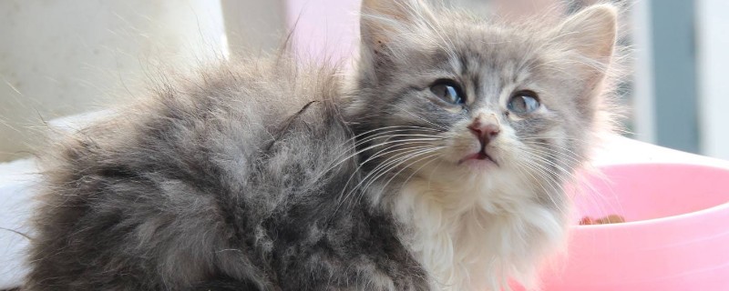猫白血病的临床特征