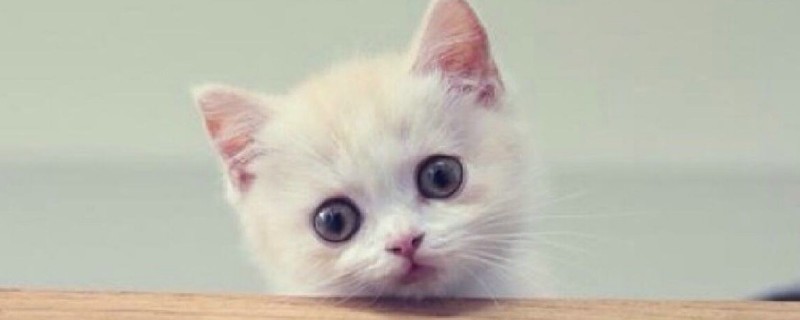 猫咪各种眼神的意思