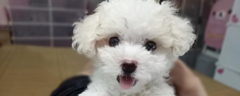 狗流眼泪是什么病