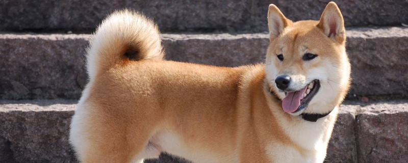 柴犬是土狗吗