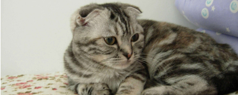 折耳猫都会发病吗