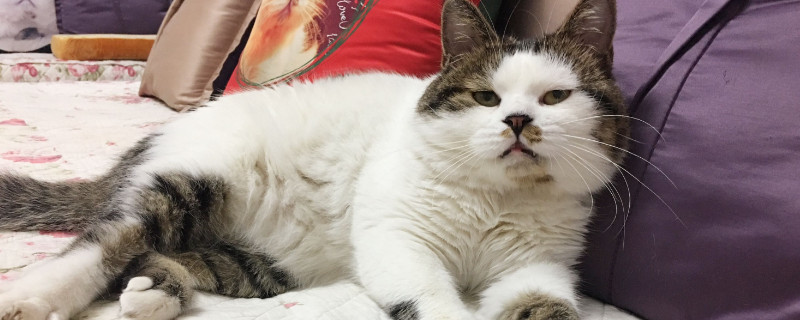 猫会放屁臭吗，猫放屁的味道一般不是很臭