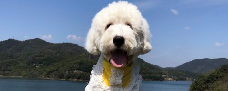 怎么改善狗狗脐疝