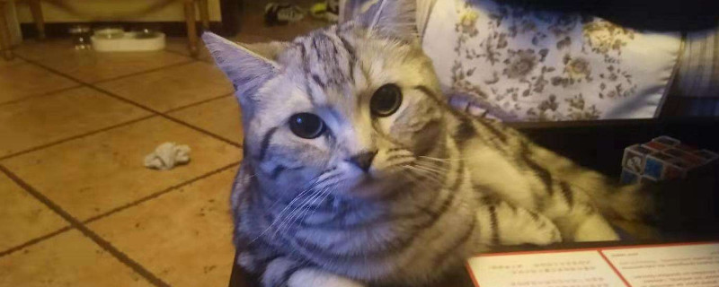 杯状病毒可以养别的猫吗