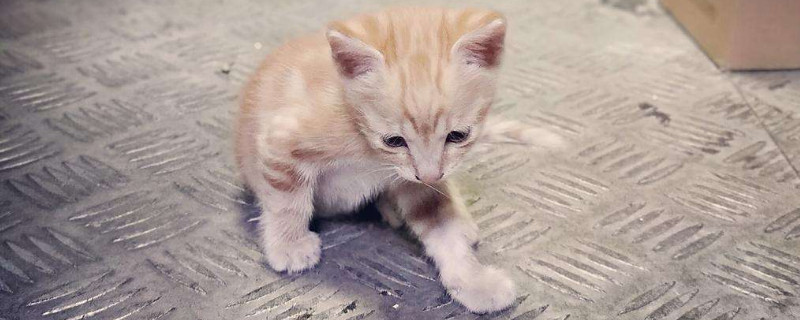 幼猫不吃猫粮怎么办