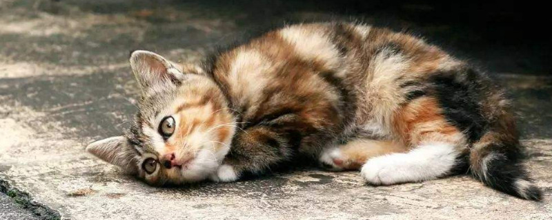 流浪猫冬天怎么过冬